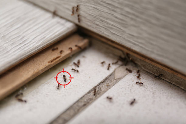 Best Wildlife Control Services  in Halstead, KS