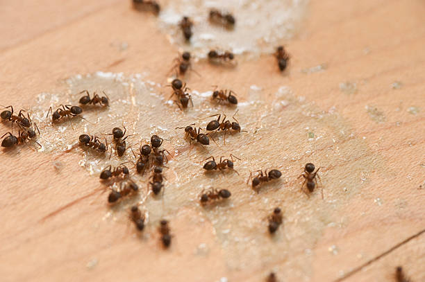 Best Pest Removal Services  in Halstead, KS
