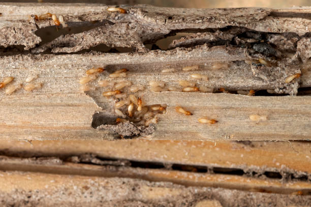 Best Wasp Removal Services  in Halstead, KS