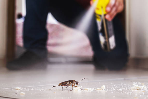 Best Flea Control Services  in Halstead, KS